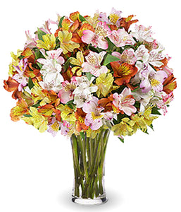 Sparkling Peruvian Lilies