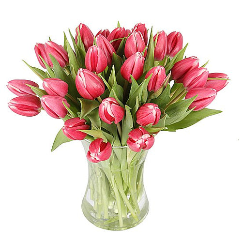 Pink Tulips